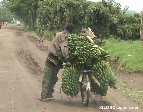 Postcard Banana bike
