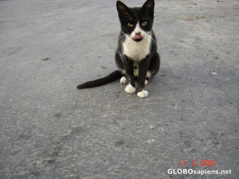 Postcard daring cat