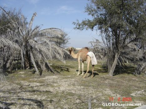 Postcard desert's king