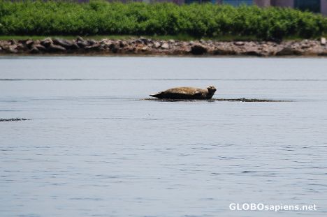 Postcard Mr Seal
