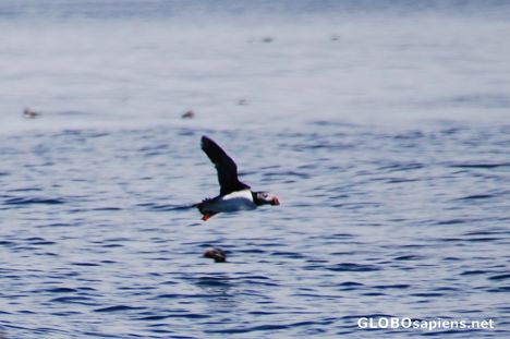 Postcard Puffin 01