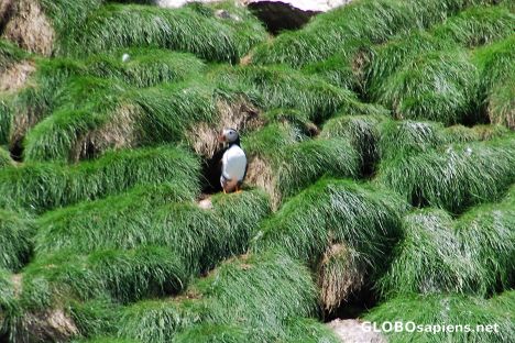 Postcard Puffin 02