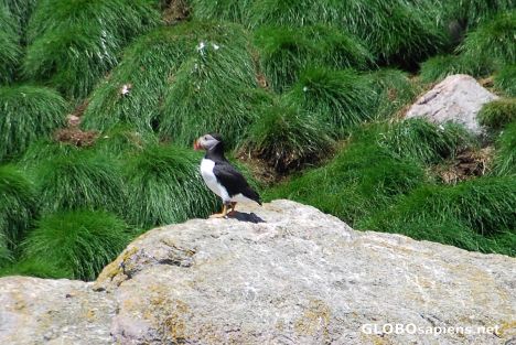 Postcard Puffin