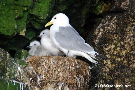 Postcard Seagull chiks