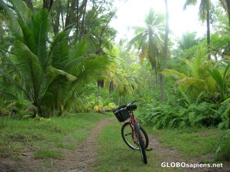 Postcard Nature in Desroches island