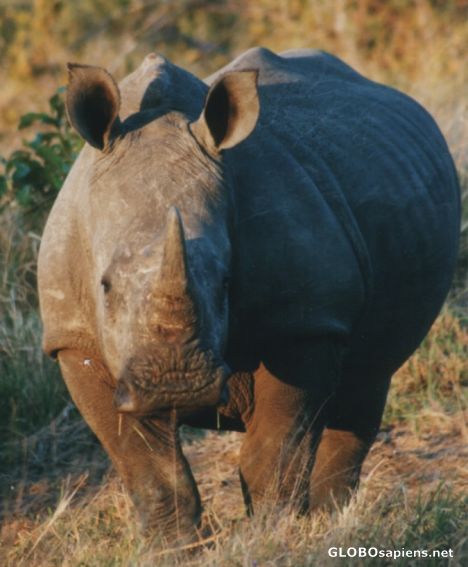 Postcard Young Rhino - Sabi Sand.