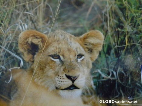Postcard Lion Cub - Sabi Sand
