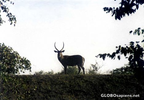 Postcard Bok on a Ridge