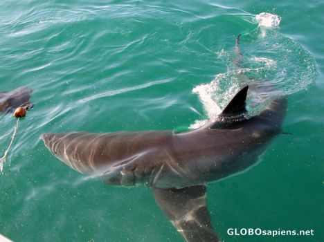 Postcard Great White Shark