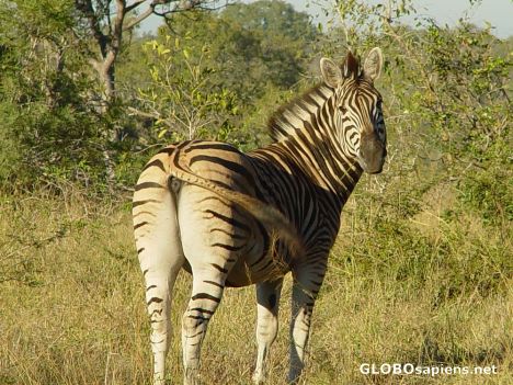 Postcard Zebra