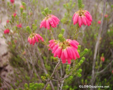 Postcard Redelinghuys  - Sandveld - Western Cape
