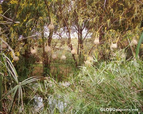 Postcard Redelinghuys  - Sandveld - Western Cape
