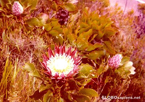 Postcard A flower named 