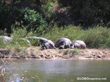 Postcard Hippos in Kruger Park May 2006