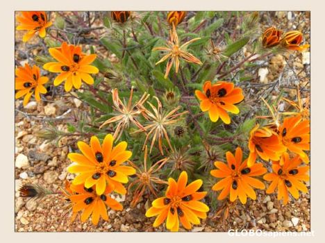 Postcard Brilliant orange with 