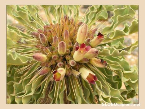 Postcard The glorious Halfmens flower
