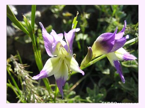 Postcard Delicate beauty