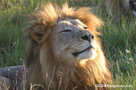 Postcard Young lion male enjoying sunset