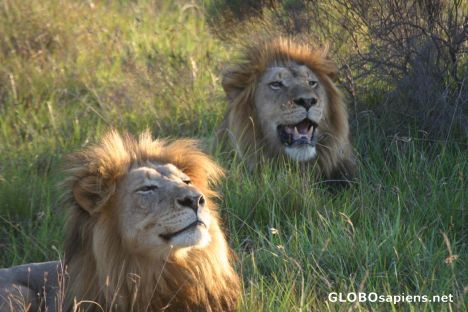 Postcard Both young male lions in same photo
