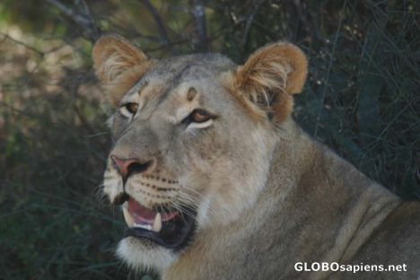 Postcard Lion female