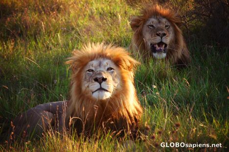 Postcard The two young Addo Lions