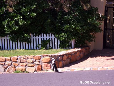 Postcard Neighbourhood Patrol
