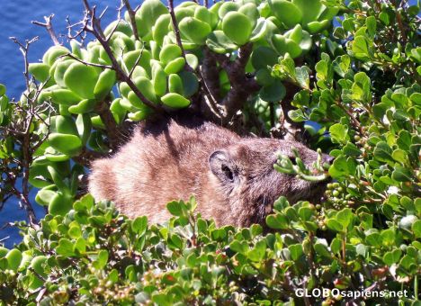 Postcard Dassie