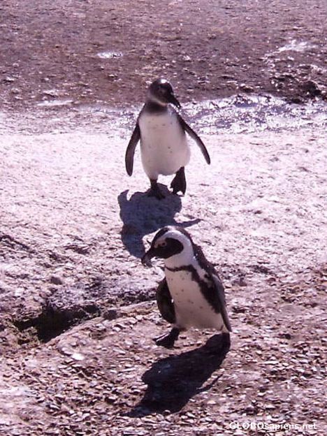 Postcard Penguin Two-Step