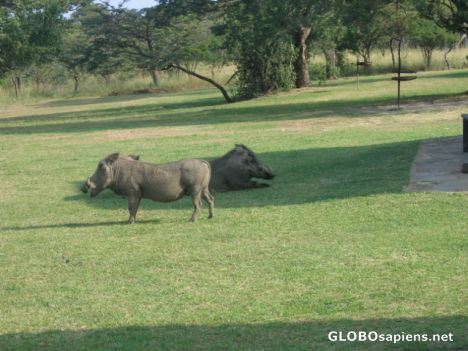 Postcard Warthog001