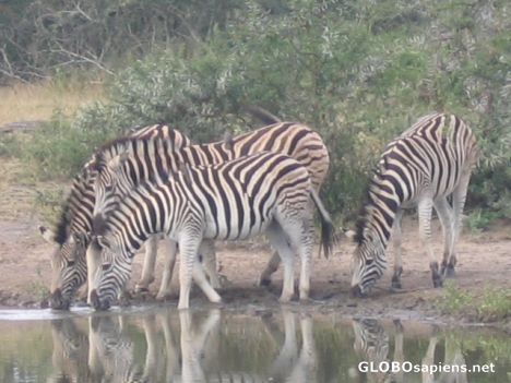 Postcard Zebra001