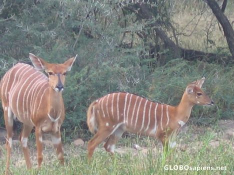 Postcard Nyala