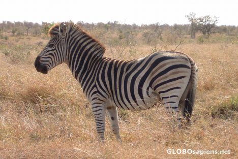 Postcard And another Zebra