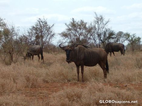 Postcard Wildebeest