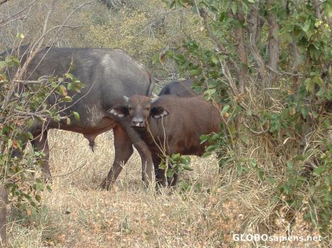 Postcard Young Waterbuffalo