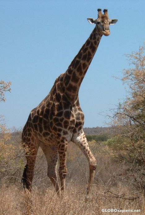 Postcard Another Giraffe