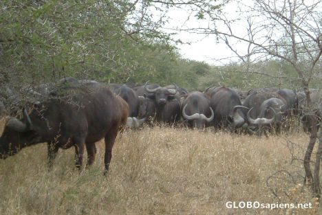 Postcard Wall of Waterbuffalo