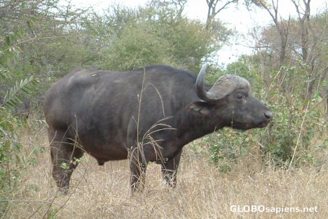 Postcard Waterbuffalo