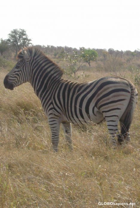 Postcard Zebra