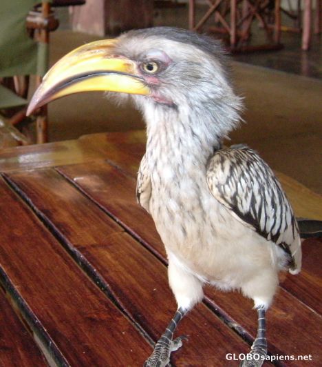 Postcard Hornbill