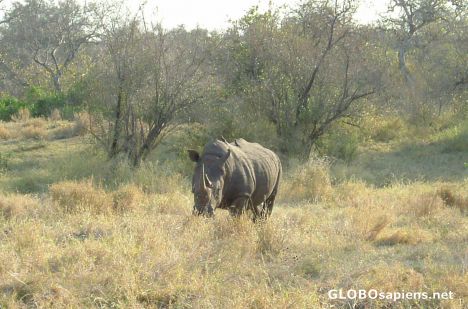 Postcard Rhino looking at us