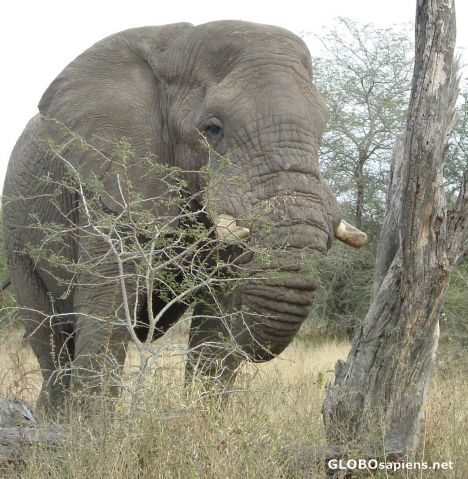 Postcard Elephant