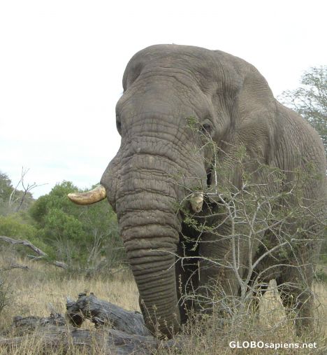 Postcard Another Elephant