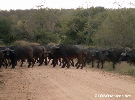 Postcard Waterbuffalo Crossing