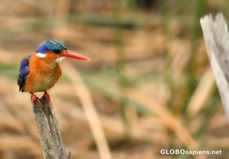 Postcard KingFisher