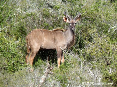 Postcard Kudu at Addo