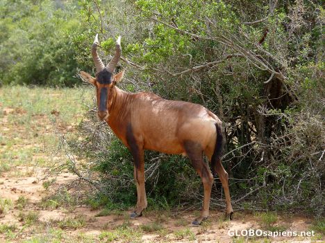 Postcard Red Hartebeest