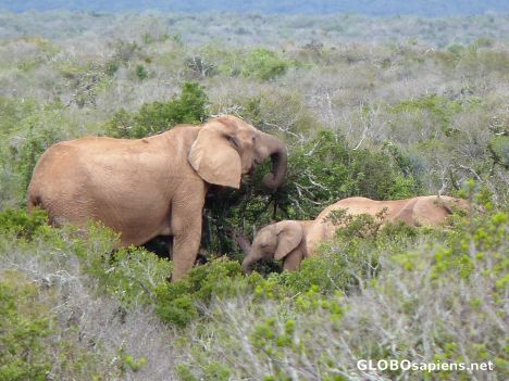 Postcard Elephant family