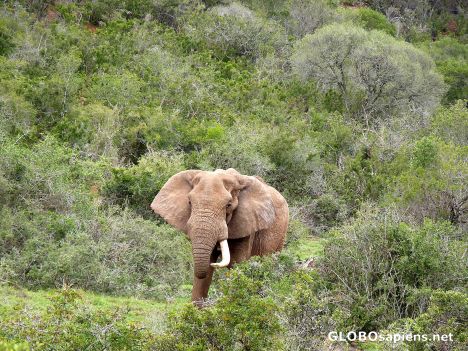 Postcard Krüger bull at Addo