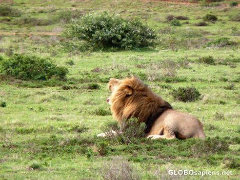 Postcard Big yawn