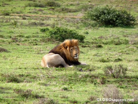 Postcard The king of beasts